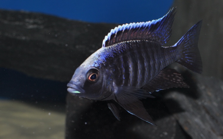 Copadichromis trewavasae 'Chizumulu Island'